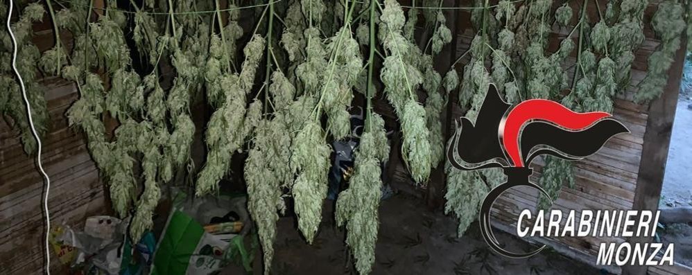 Parte della marijuana essiccata trovata a Monza