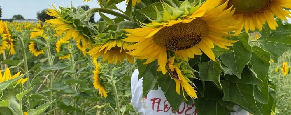 Ornago girasoli - foto dalla pagina facebook