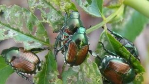 La Popillia japonica