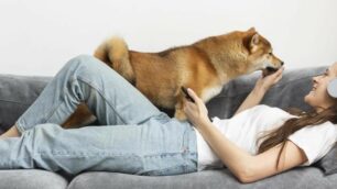 Consigli a Sei zampe cane in casa sul divano con la sua proprietaria - foto freepik/it.freepik.com