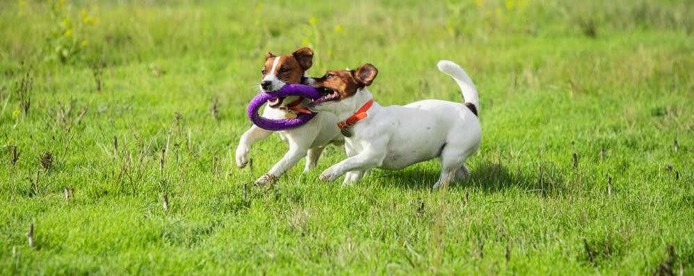 Consigli a Sei zampe due cani che giocano - foto creata da master1305/it.freepik.com