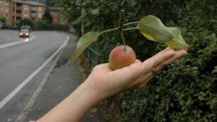 In Lombardia è iniziata la raccolta delle mele