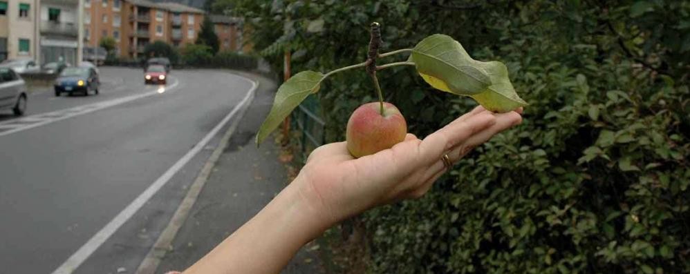 In Lombardia è iniziata la raccolta delle mele