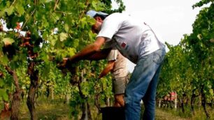 Vendemmia in Lombardia