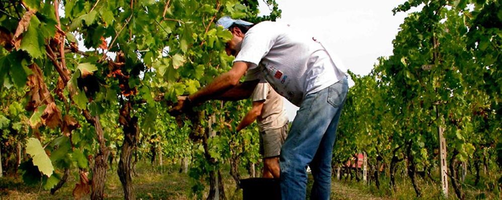 Vendemmia in Lombardia