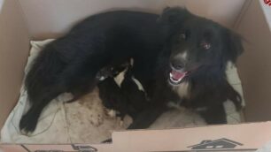 La mamma cagna con i suoi cuccioli (foto vigili del fuoco)