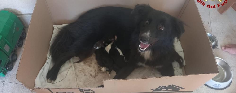 La mamma cagna con i suoi cuccioli (foto vigili del fuoco)
