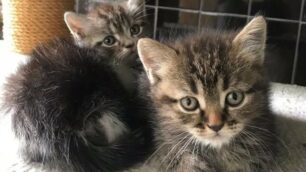 Cani e gatti in adozoione all’Enpa Monza