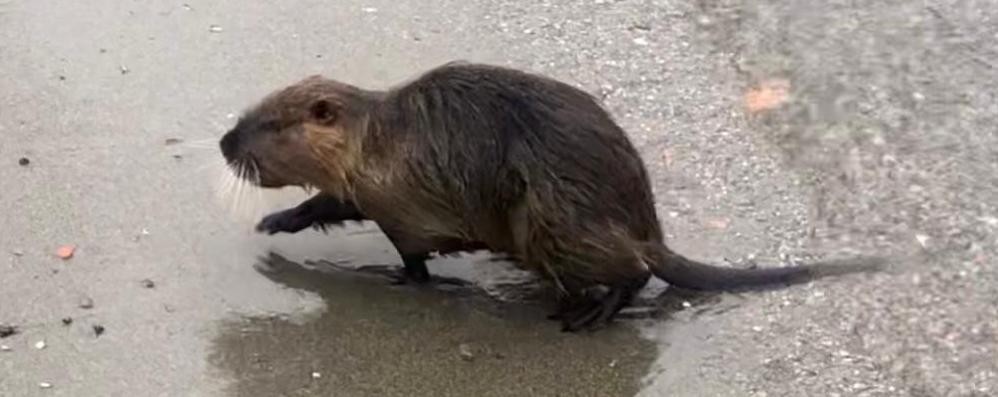 Un esemplare di nutria