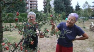 Giardino commestibile