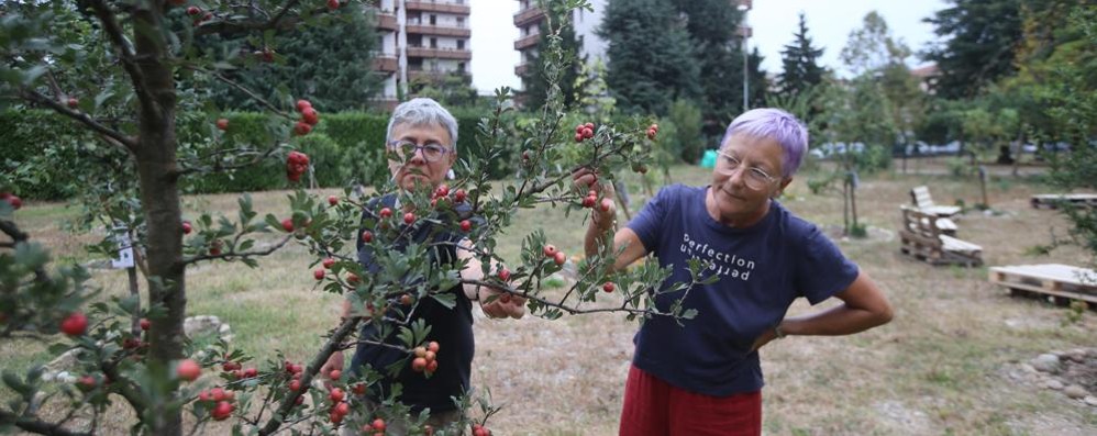 Giardino commestibile