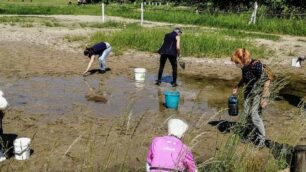 Volontari al parco di Monza per i girini di rana smeraldina