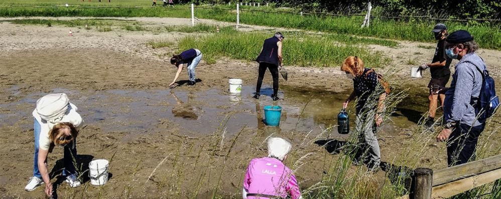 Volontari al parco di Monza per i girini di rana smeraldina