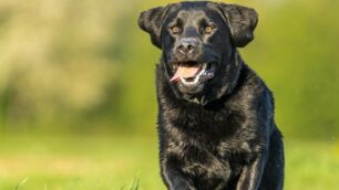 Cane labrador rubrica Sei zampe - foto wirestock/it.freepik.com