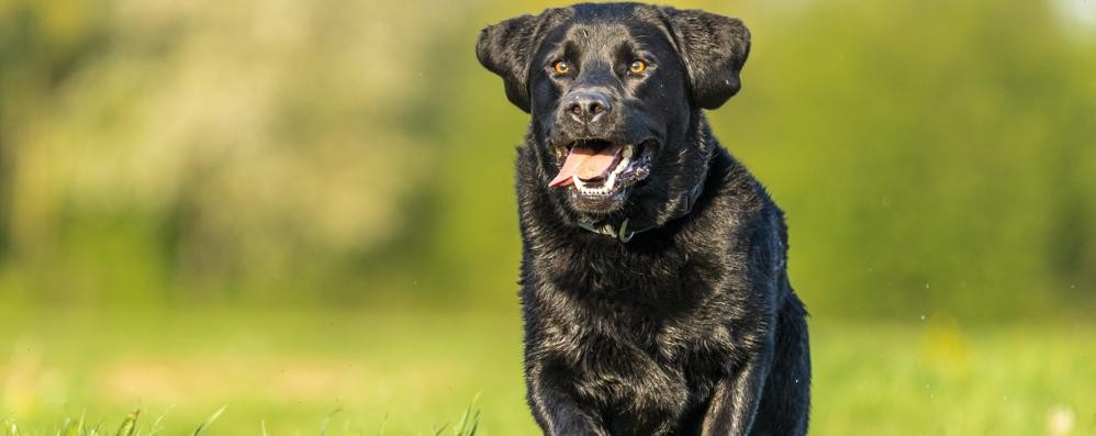 Cane labrador rubrica Sei zampe - foto wirestock/it.freepik.com