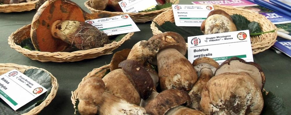 MONZA CIRCOLO MICOLOGICO MOSTRA FUNGHI PARCO