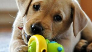 Cani guida si diventa