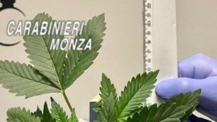 Marijuana a Seregno (foto carabinieri)