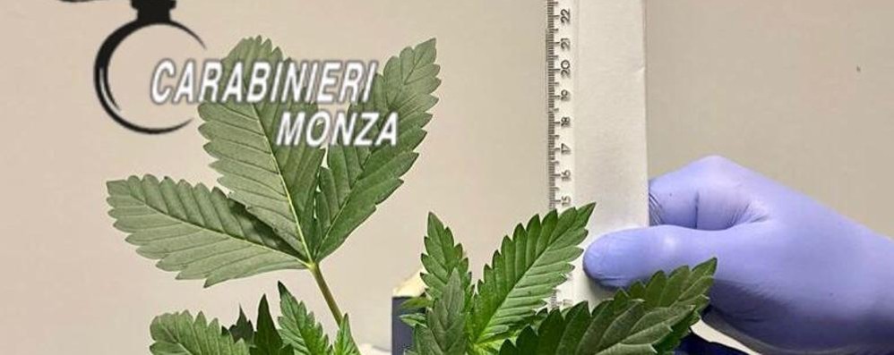 Marijuana a Seregno (foto carabinieri)