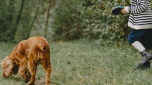 Cane  passeggiata -  foto prostooleh/it.freepik.com