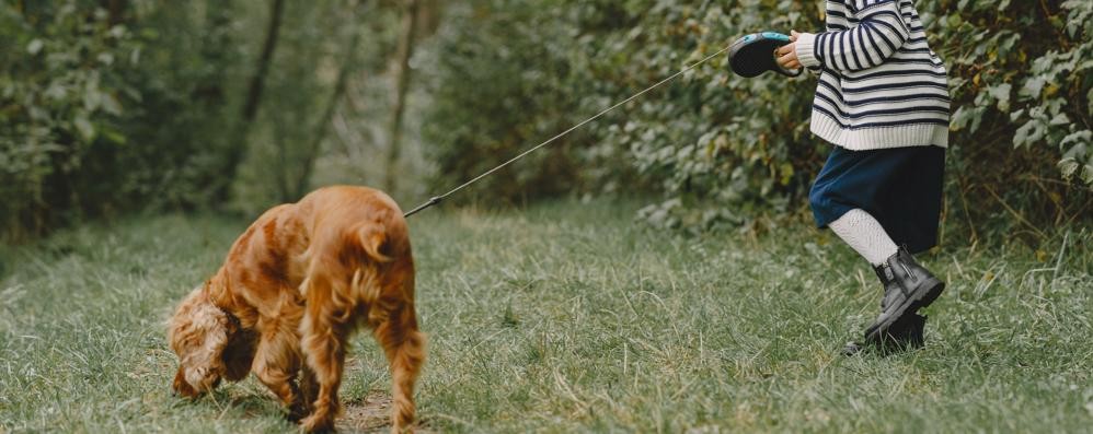 Cane  passeggiata -  foto prostooleh/it.freepik.com