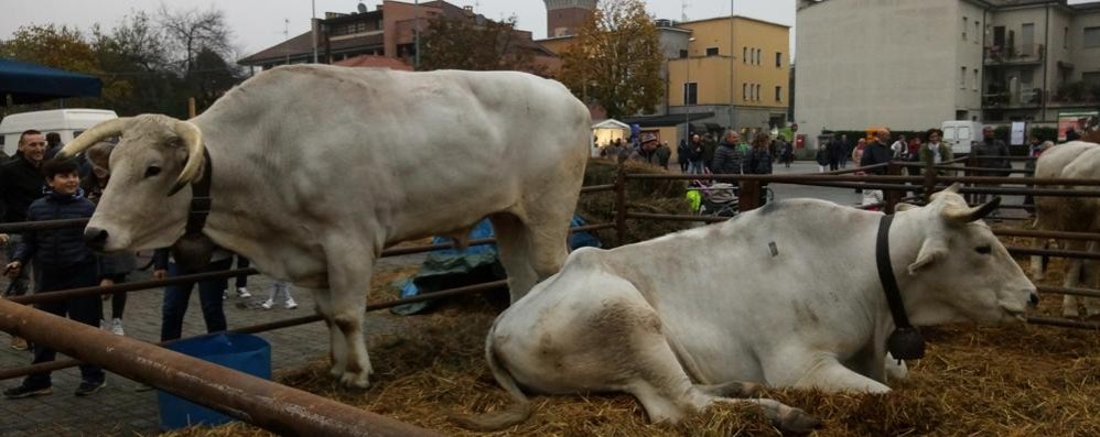 Bestiame alla fiera di San Martino