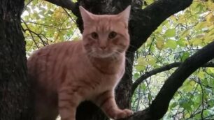 A Briosco una serata per scoprire se il tuo gatto è felice