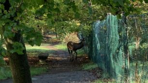 Il cervo fotografato nel parco di Monza
