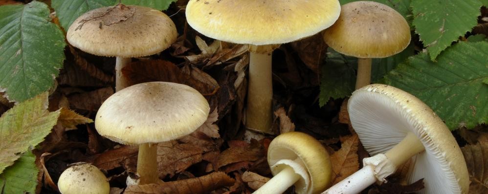 Amanita presente nel parco