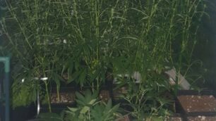 La serra di marijuana trovata a San Biagio