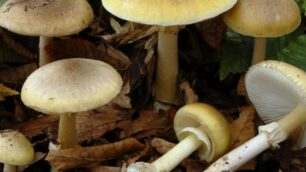 L’amanita presente nel parco