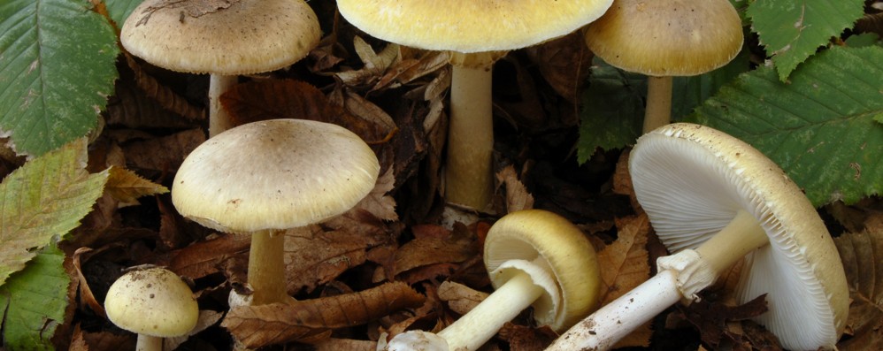 L’amanita presente nel parco