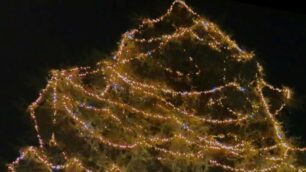 Lissone, l’8 dicembre avverrà l’attesa  accensione del cedro di Natale