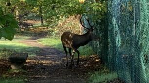 Cervo nel parco di Monza: fotografato nella zona della curva di Lesmo da Roberto Ghersini - foto inviata alla redazione