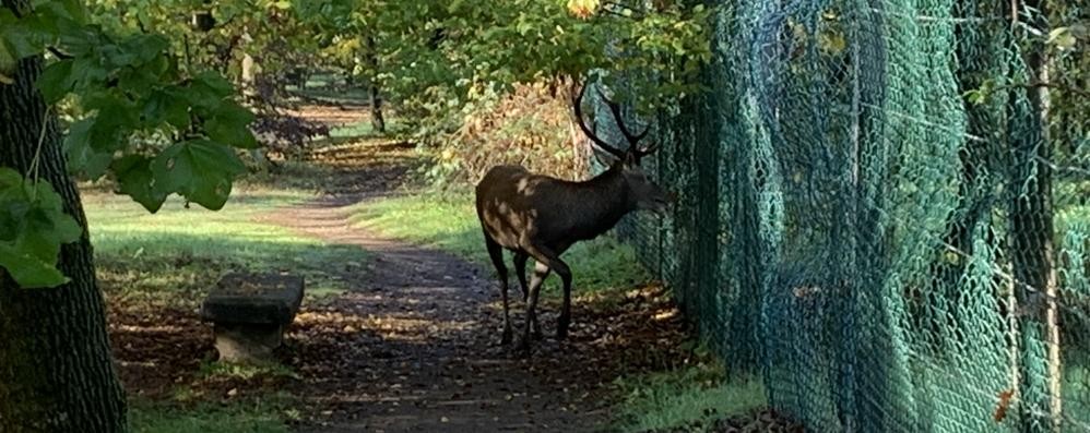 Cervo nel parco di Monza: fotografato nella zona della curva di Lesmo da Roberto Ghersini - foto inviata alla redazione