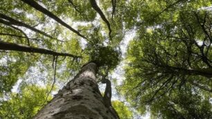 Un nuovo bosco in arrivo a Busnago