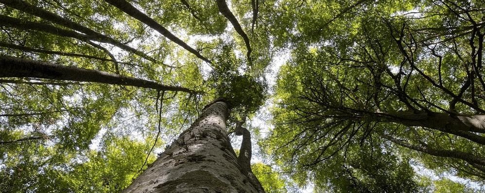 Un nuovo bosco in arrivo a Busnago