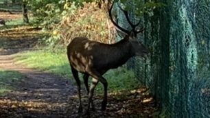 Cervo nel parco di Monza: fotografato nella zona della curva di Lesmo da Roberto Ghersini - foto inviata alla redazione