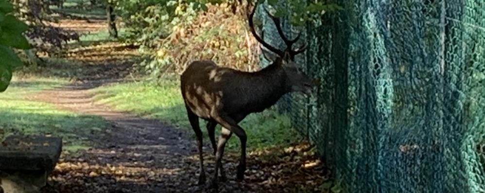 Cervo nel parco di Monza: fotografato nella zona della curva di Lesmo da Roberto Ghersini - foto inviata alla redazione