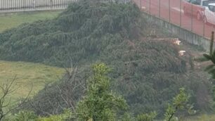 Abbattimento alberi via Sorteni quartiere San Fruttuoso Monza
