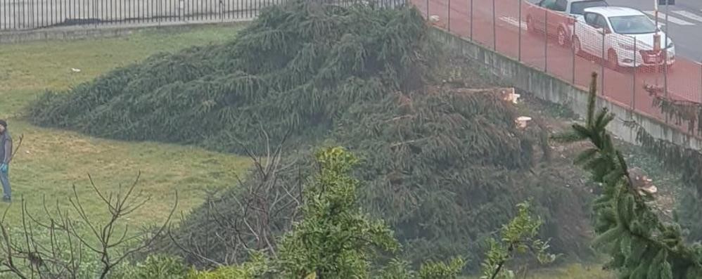 Abbattimento alberi via Sorteni quartiere San Fruttuoso Monza