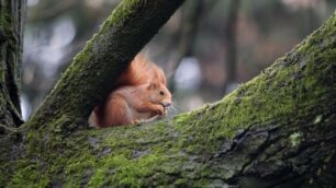 Monza Scoiattolo rosso nei giardini del parco