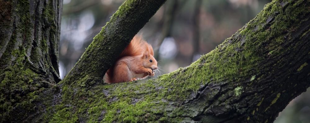 Monza Scoiattolo rosso nei giardini del parco