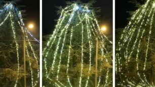 Da sinistra a destra, l’evoluzione dell’albero di piazza Roma a Lesmo in meno di una settimana