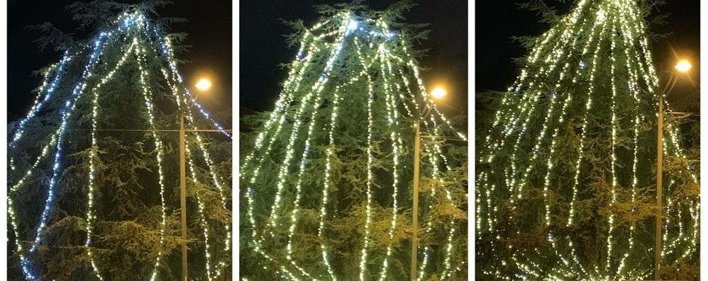 Da sinistra a destra, l’evoluzione dell’albero di piazza Roma a Lesmo in meno di una settimana