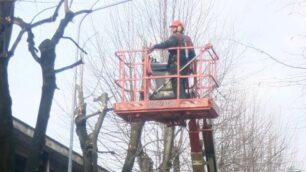 La potatura di un albero