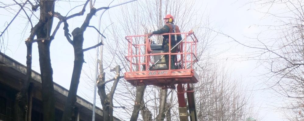 La potatura di un albero