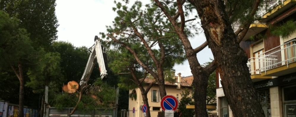 desio alberi via diaz - foto d’archivio