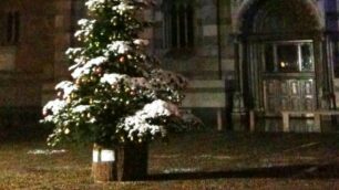Un albero di Natale in piazza del Duomo. Quest’anno la Sangalli raccoglierà gli alberi di Natale in vaso