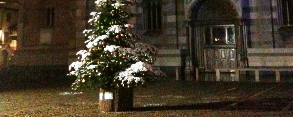 Un albero di Natale in piazza del Duomo. Quest’anno la Sangalli raccoglierà gli alberi di Natale in vaso